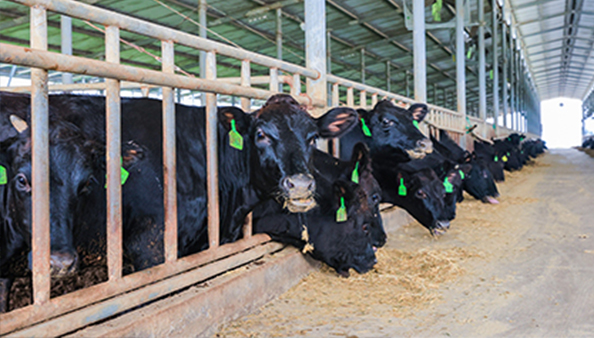 Animal Feed Additive